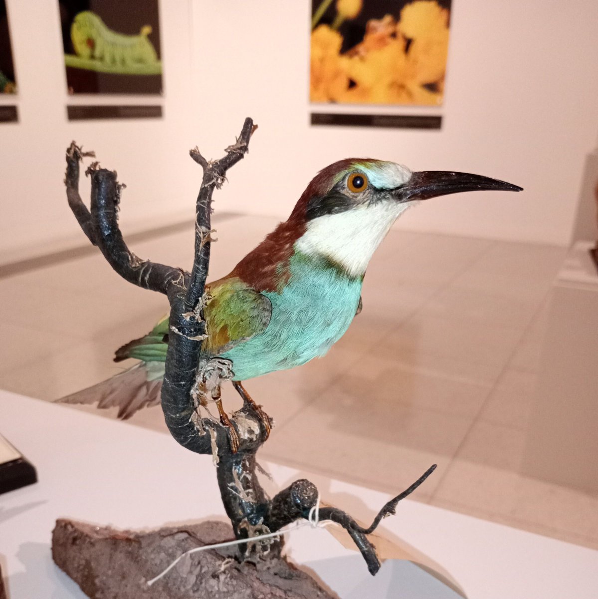 We are hard at work getting our new exhibition ready!⁠
⁠
Opening this Saturday, Wild Colour explores the beautiful range of colours seen in the natural world using spectacular photographs and examples from our own collections!⁠

<a href="/BlueTokay/">Blue Tokay</a>