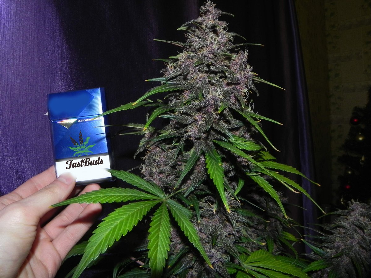 Fast_Buds's tweet image. 🎅Spacial giveaway!🎅 3 winners! 
We are giving away:
🎄Christmas Socks!
+ 10 seeds of the award-winning Fast_Buds
 genetics  that are available on our official website
+ Eco-friendly 420 Jar
+ Grower Gloves
+ Geotextile Pot
🚨Rules~
• Follow fast_buds
• Tag 3 friends 
• Like…