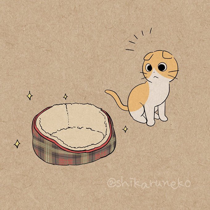 新しい猫用ベッドと、ながめるねこと、うれうねこ