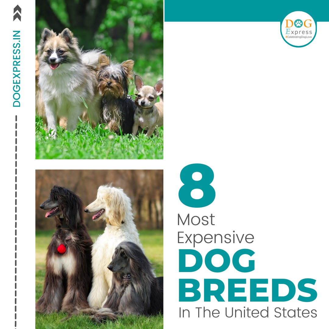 Dog_express's tweet photo. Most Expensive Dog Breeds In The United States 🐾
#Dogexpress #Celebratingdoglove #Doglovers #Dogowners #cutedog #dog #dogbreed #samyoed #lowchen #chowchow #tibtanmastiff #amricanbully #rottweiler #dogoargentino #afghanhound https://t.co/7jU5SxdlL1