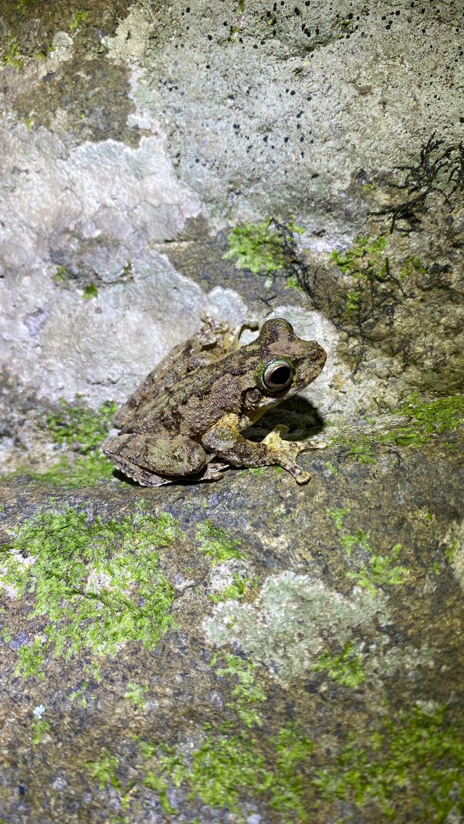 StephDeering95's tweet image. Some last beauties before leaving Queensland 😍🐸