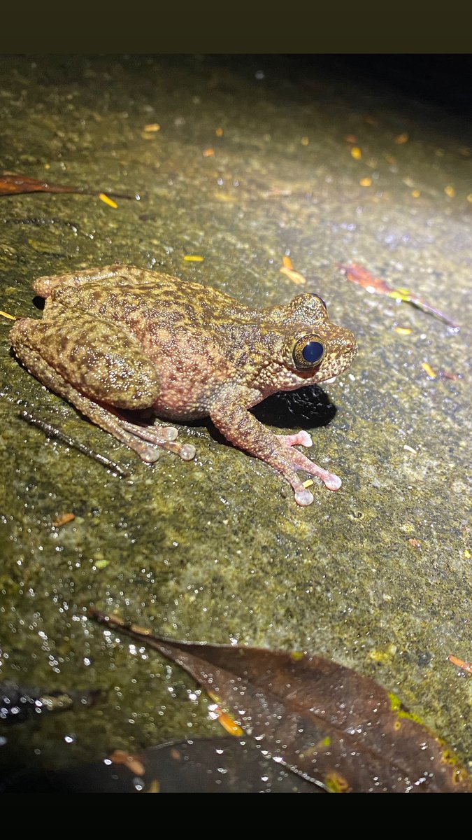 StephDeering95's tweet image. Some last beauties before leaving Queensland 😍🐸