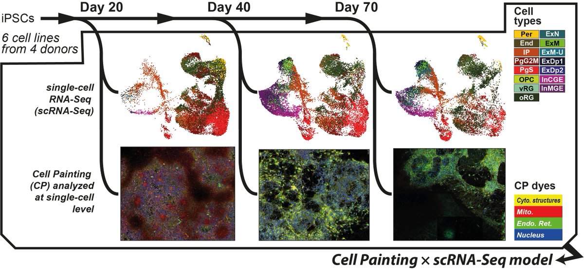 New pre-print! iPSCs are an excellent model for cortical development, but require thorough understanding of what is produced in a dish. @PHDMonstR and I (@HKilpinen lab) profiled developing neurons w/ Cell Painting & gene expression for the first time🧠1/6
doi.org/10.1101/2023.1…