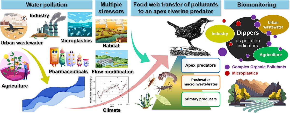 🎉🎊 Nuevo paper! Revisamos el papel de los mirlos acuáticos (#Cinclus) como indicadores ecológicos de la calidad del agua. 40 años de enseñanzas y algunos desafíos para el futuro. Con  #VeraMaznikova y @SteveOrmerod, en #EcologicalIndicators:
👇doi.org/10.1016/j.ecol… #Dippers👇