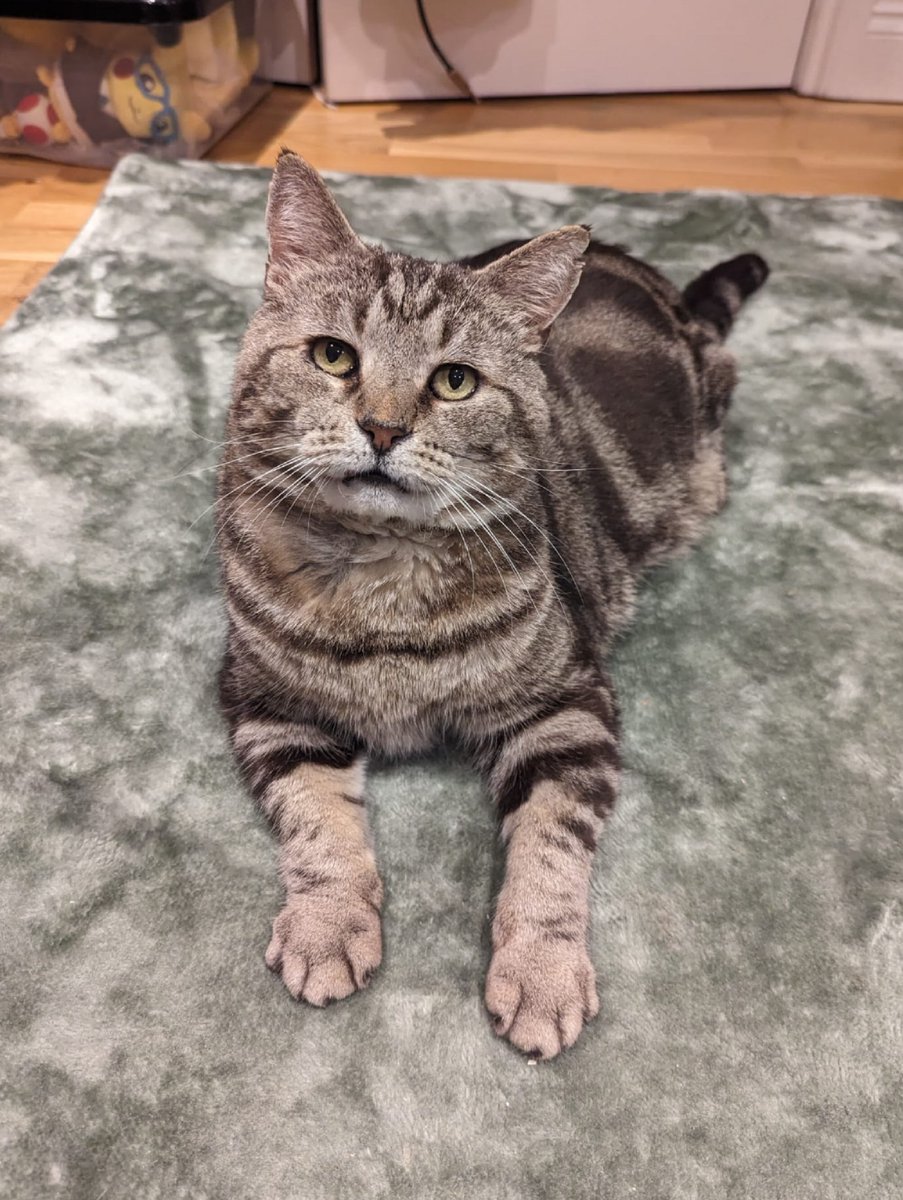 Katt ⚡ Strike tweet media