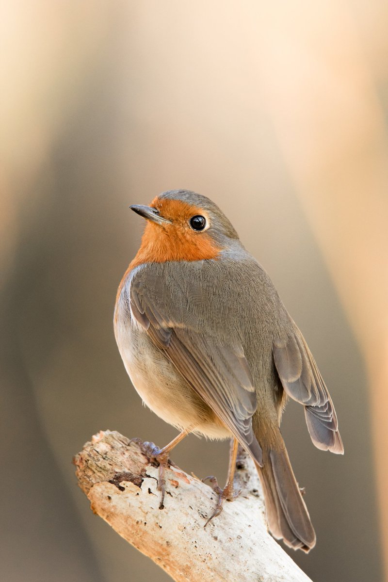 GinieFimo's tweet image. Petit partage de l'une de mes photographies préférées 💞

Pour la petite histoire, je suis allée 4
semaines au même endroit à attendre en moyenne 3 heures par jour pour l'avoir ! 
Ce matin là, il faisait -5 degrés,
⬇️