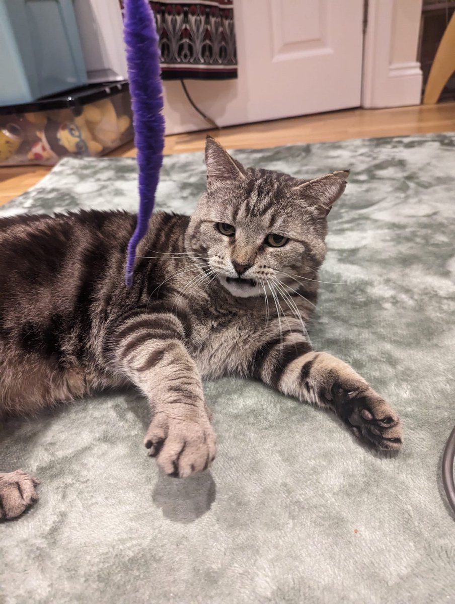 Katt ⚡ Strike tweet media