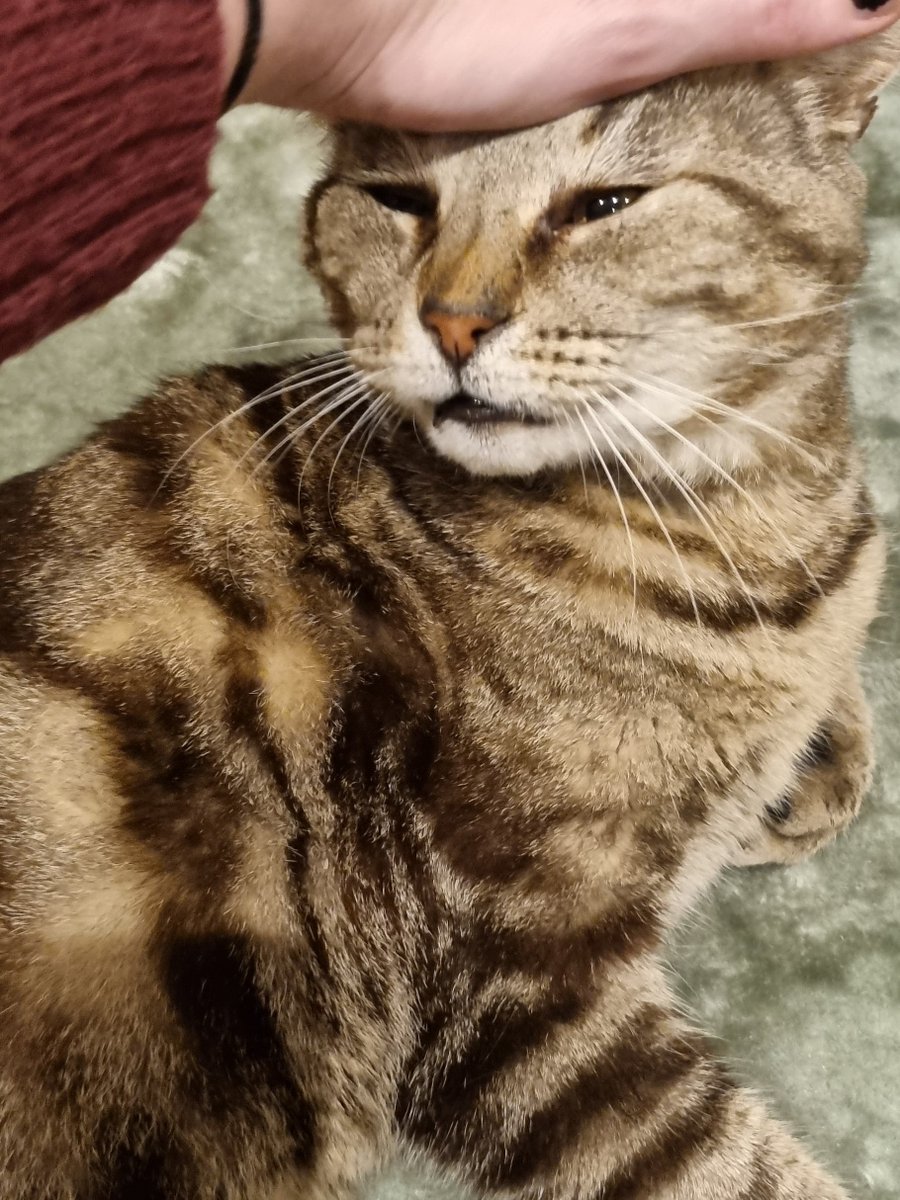 All I want for Christmas is my own Mr Tabs 🥺💕 

HE CUTE