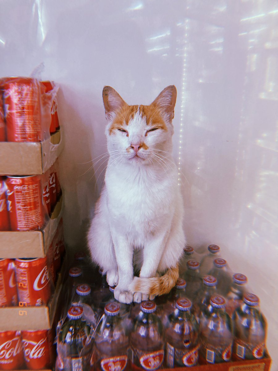 Магазинный кот