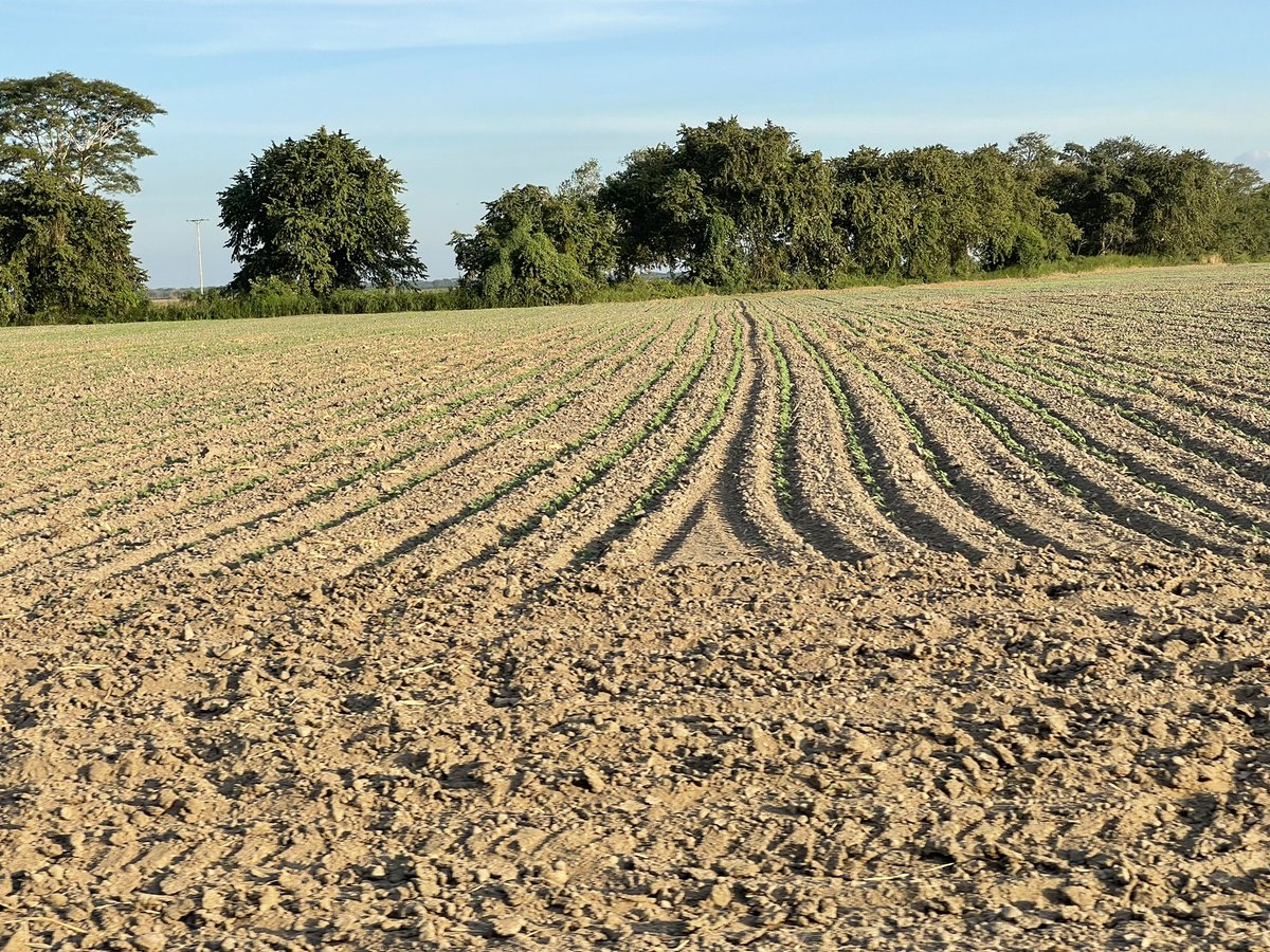 POR LOS AGRICULTORES 🌻🌾🌱 tweet media