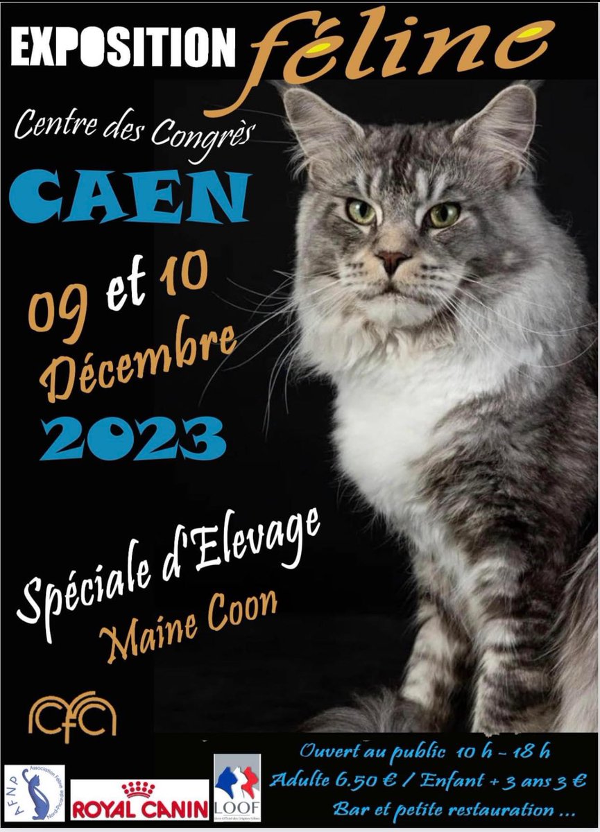 ILoveCaen's tweet photo. #concours de beauté #félin.   Les #chats seront à l’honneur au palais des congrès ce week-end ! (Pas de vente d’animal sur place) C’est juste une exposition de présentation des différentes races de #chat. https://t.co/GLZZ4Te9YN