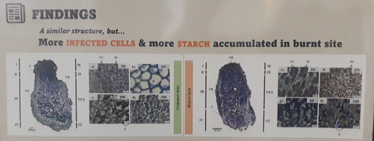 ESFE_cE3c's tweet photo. During these days, one of our PhD students is participanting in @Microbiotec23 with her work about the #microbiome of the #InvasiveAlienSpecies Acacia longifolia and its role on post-fire recovery. For the first time, she is describing a #mycobiome associated. @CE3CResearch https://t.co/Mu3lFgxBwx
