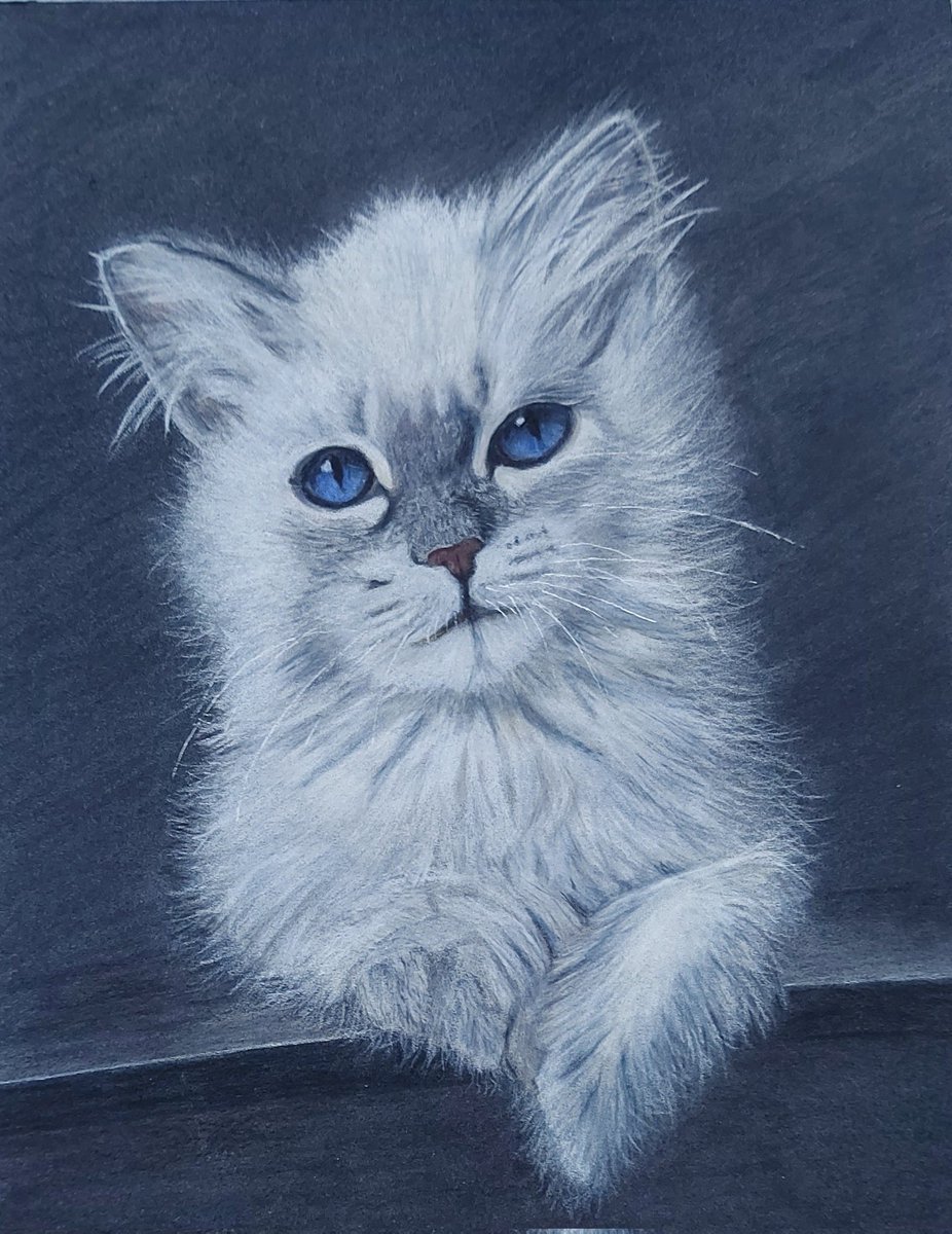 White cat
DM for details
#pastel #welshartist #availableart