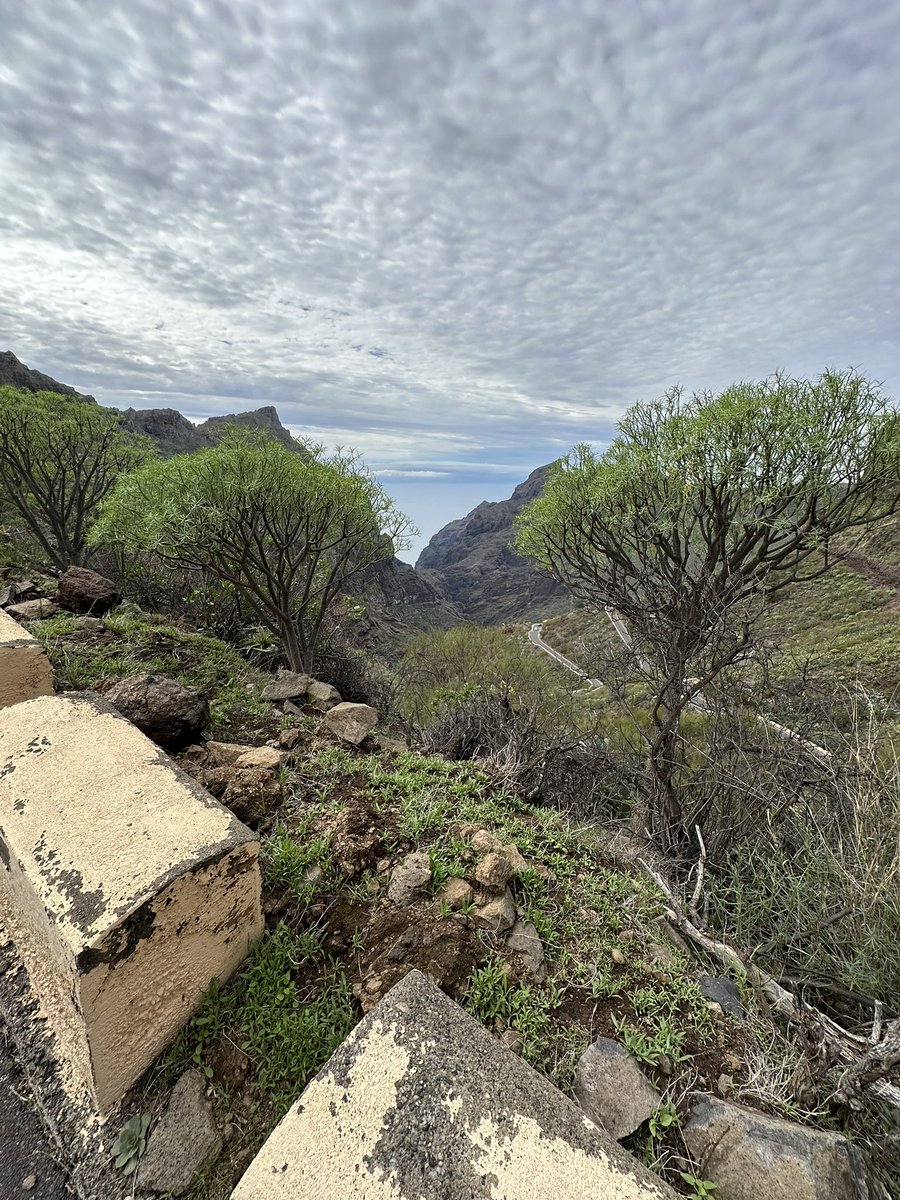 Riding through Tenerife's mountain paths: a journey where time bends, moments weave their own enchantment, and the bike becomes a vessel to explore the hidden wonders of the soul. 🚵‍♀️✨ #MountainMagic #Tenerife #SoulfulRides