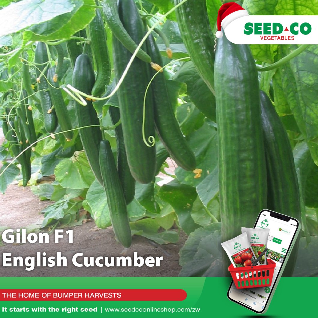 Seed Co Vegetables Zim tweet media
