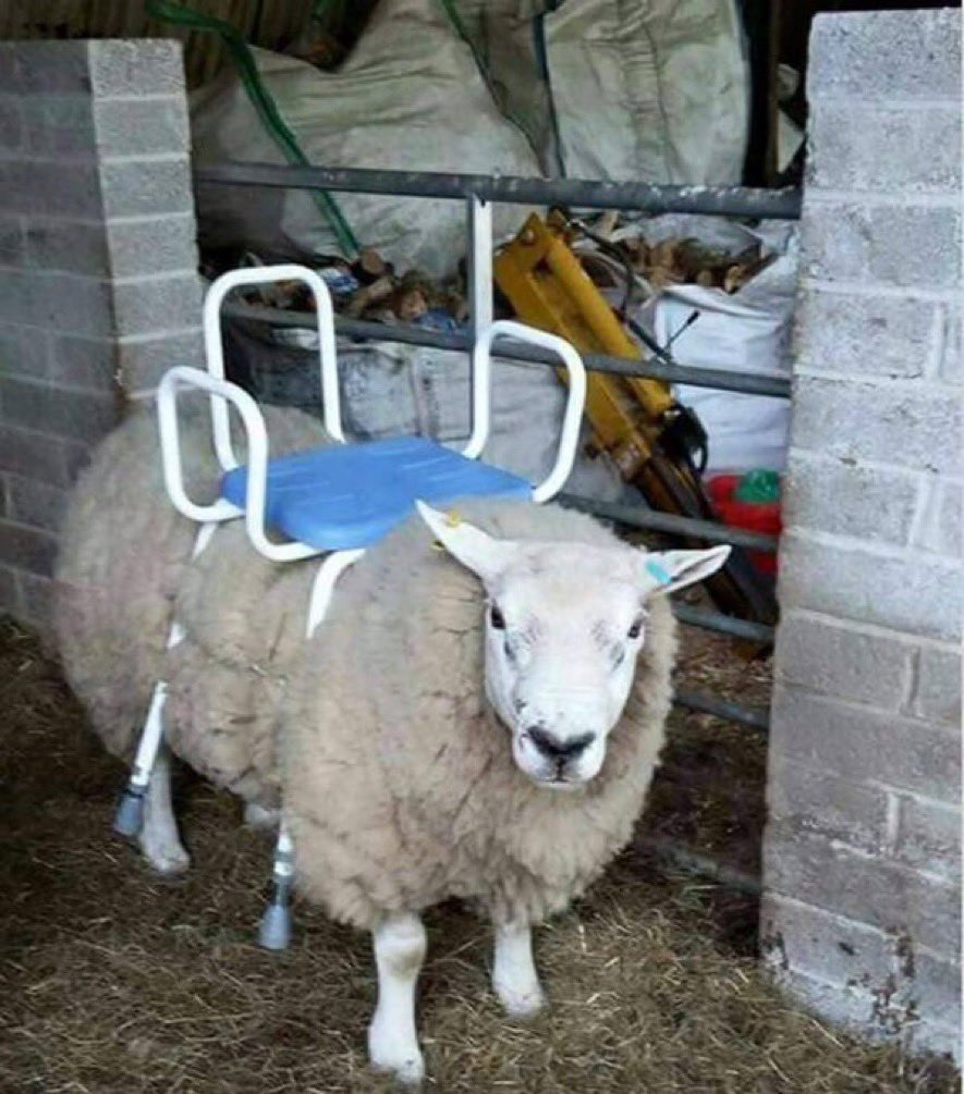 Welsh Bollocks 🏴󠁧󠁢󠁷󠁬󠁳󠁿 tweet media