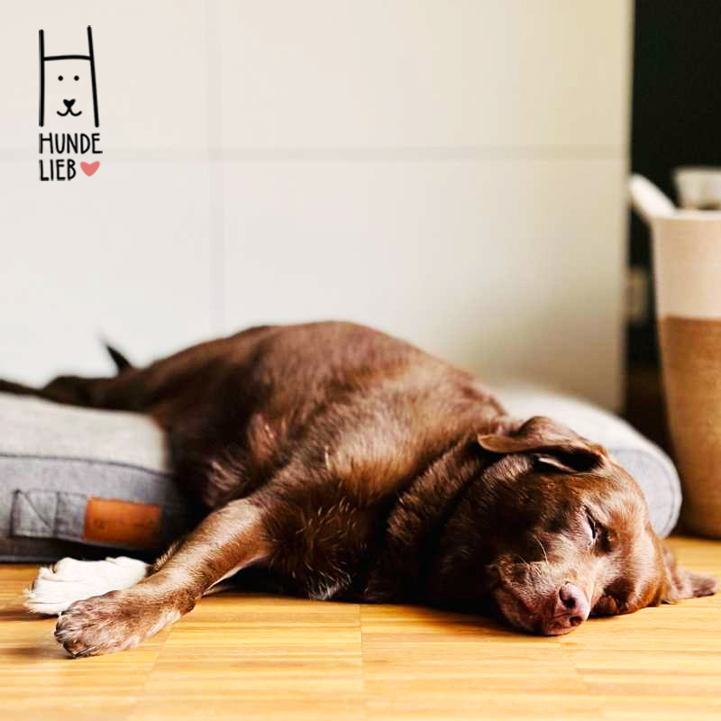 Einfach mal faul sein

#hundefotos #hundebilder #hundelieb #dogsharing #dogfluencer #dailydoseofdog #dogsharingdeutschland #dogsharingösterreich #dogsharingschweiz #dogcommunity #lovedogs #hund #hunde #hundeverliebt #hundeverrückt #hundeliebe #hundefreunde #teilzeithund #leihhund