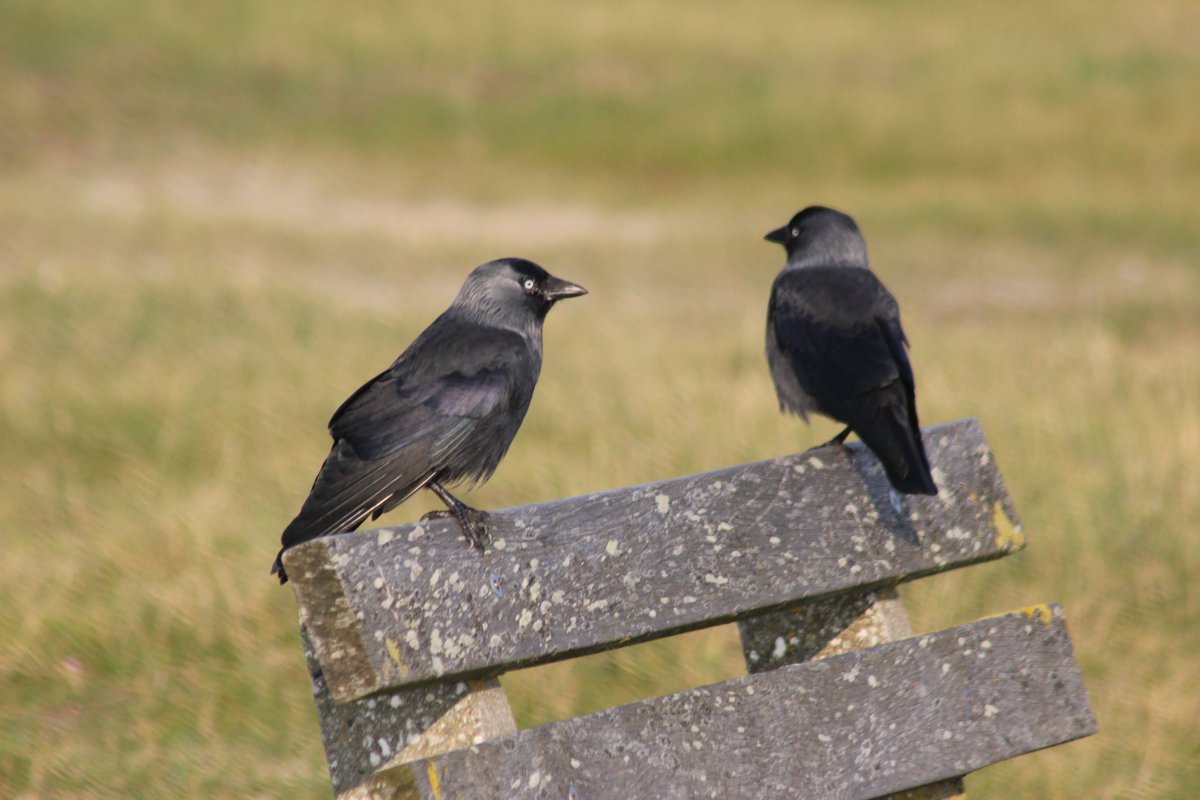 DrNiemitz's tweet photo. Freundschaft
Friedship
#Dohle #jackdaw #birdphotography #Corvus #NaturePhotography https://t.co/sAvZADr55L