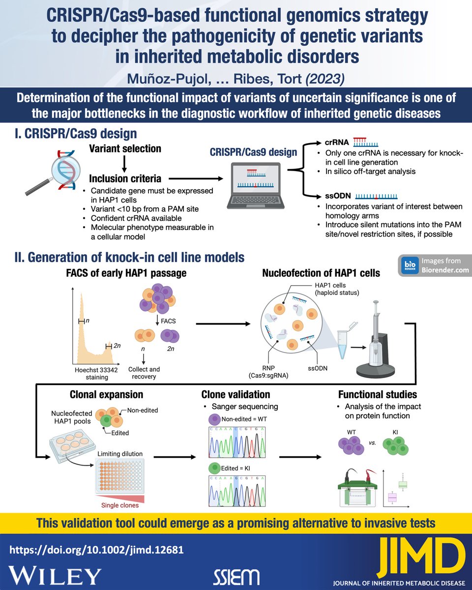 New #podcast:
Antonia Ribes, @Fredeblanes, and <a href="/gerarduouo/">Gerard⚛️</a> discuss CRISPR/Cas9 based technique for the validation of genetic variants.

SoundCloud: soundcloud.com/user-109006120…

Apple: podcasts.apple.com/gb/podcast/jim…

Spotify: open.spotify.com/episode/28Q3mY…

<a href="/mitometlab/">MitoMetLab</a> #CRISPR #Cas9