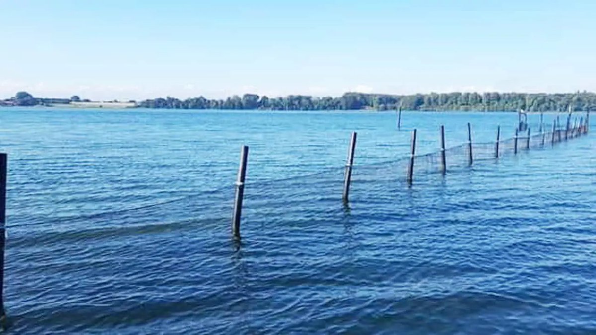 En fortælling om det engang så traditionsrige åle-fiskeri dlvr.it/SzsmVQ