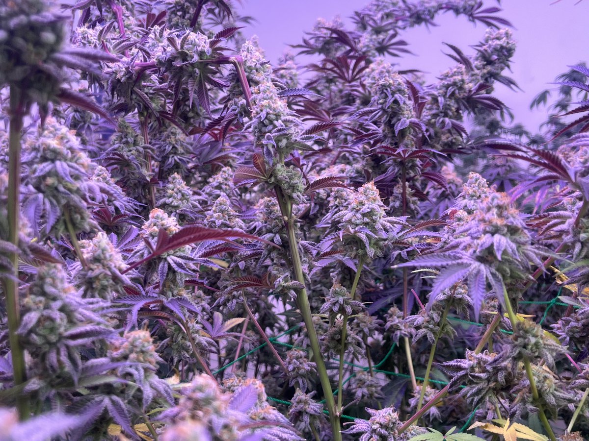 mind_surat's tweet photo. สะกิดติดตลอด
#CannabisCommunity 
#cannabisgrower 
#Candy https://t.co/YrHt9Lc6bm