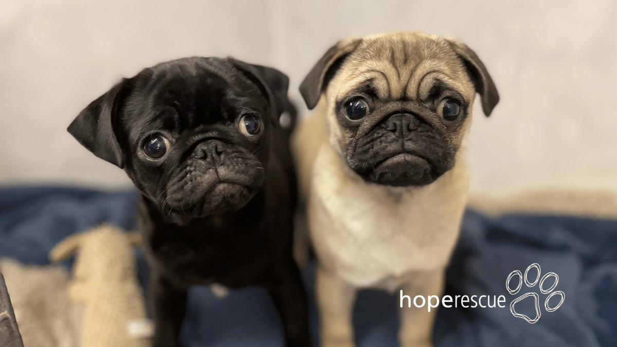 Dasher and Prancer have arrived a little early 🎅

These adorable puppy pugs are just 15 weeks old.

We'll be here throughout the festive period for dogs just like Dasher and Prancer, because every dog deserves Christmas.

To donate £10, please visit:

hoperescue.org.uk/cosy-christmas