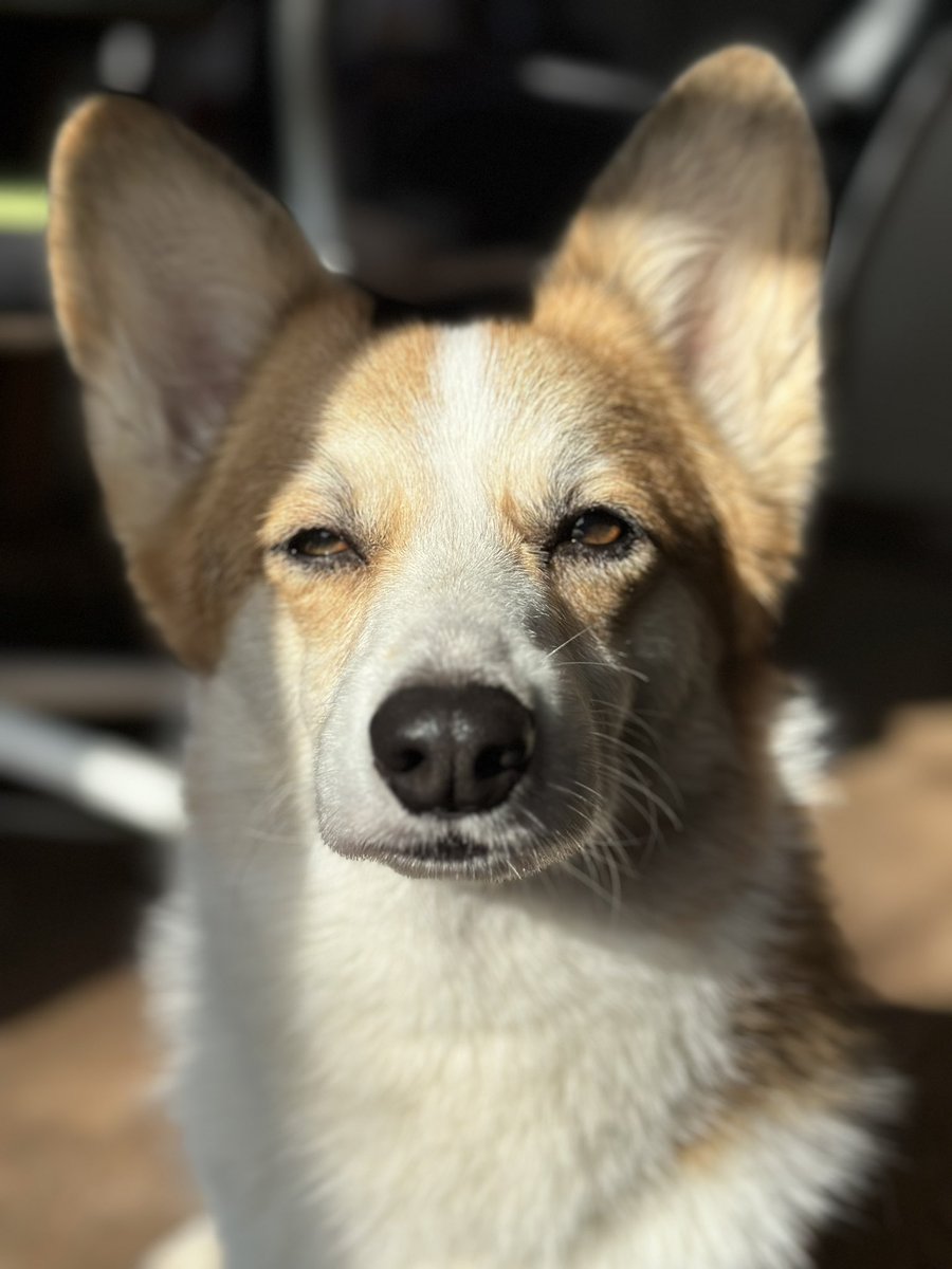 ライフ>来週の月曜日？
　　　　フレン様の誕生日です🐶
フレン>豪華な食事があると聞きました🍽️

（まぶしい）

#犬 #コーギー #dog #corgi