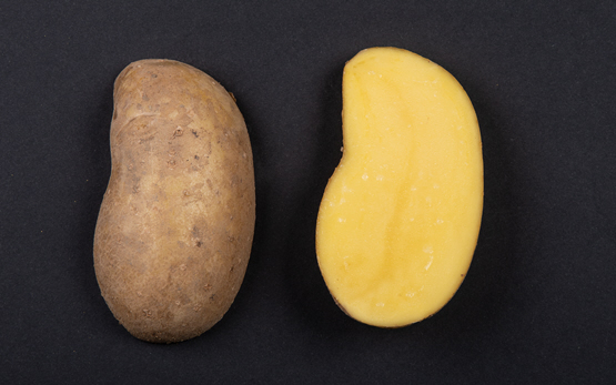 agroscope's tweet image. Die neuerschienene Schweizer #Sortenliste für #Kartoffeln 2024 beinhaltet insgesamt 72 verschiedene Sorten, davon fünf neue. Das Arsenophonus-Bakterium stellt im Kartoffelanbau möglicherweise ein neues Problem dar. 

➡️ agroscope.admin.ch/agroscope/de/h…