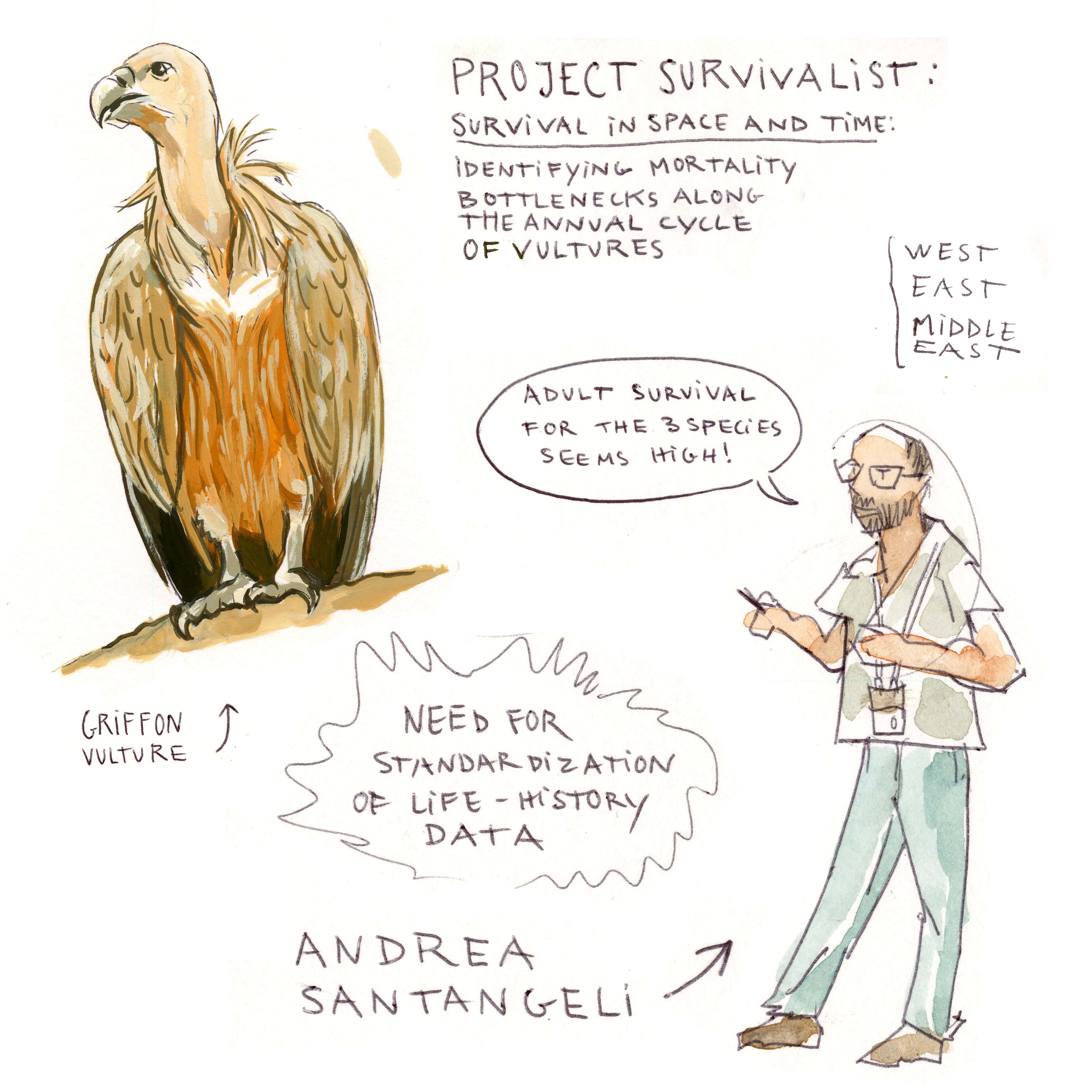 Why we need vultures - Vulture Conservation Foundation