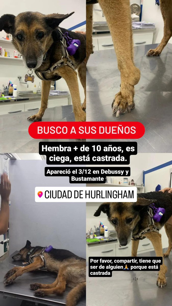 solccarrizo's tweet photo. DIFUNDIR x favor 🙏 Busco a su familia, está perdida, es sorda y prácticamente ciega. La tristeza que tiene la puede matar. https://t.co/cmeHnEYk7a