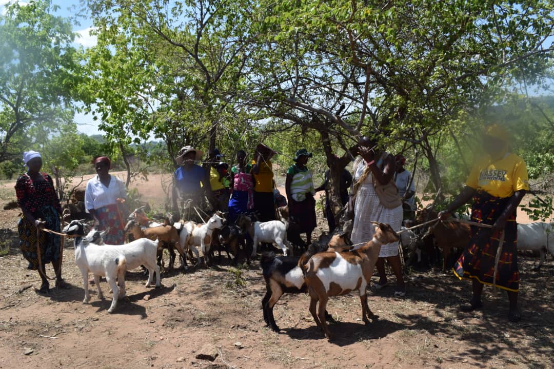 SNVZimbabwe's tweet photo. Under the ICRM project, VSLs have empowered women to own goats. Recently, 3 VSL groups in ward 18 of Rushinga shared goats during their share-out meeting. Makawa &amp; Dayamvura groups shared 1 goat per member, whilst Dukuta group shared 3 goats per member. @theGCF https://t.co/dV8mfVYLjA
