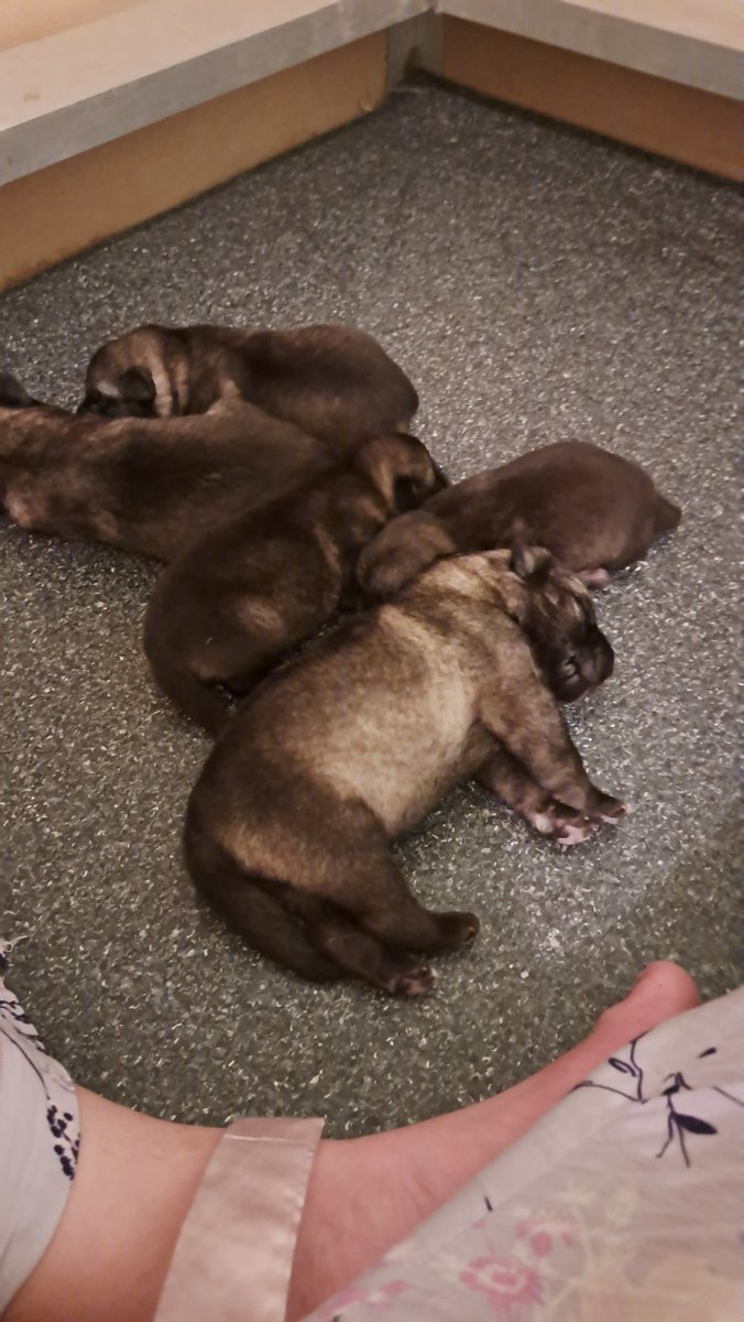 Kel123a's tweet photo. One week old. One fery long week. Cherry Festival,  Sinus infection and new born puppies. But we made it. Puppies are thriving https://t.co/VlF4QdF27J