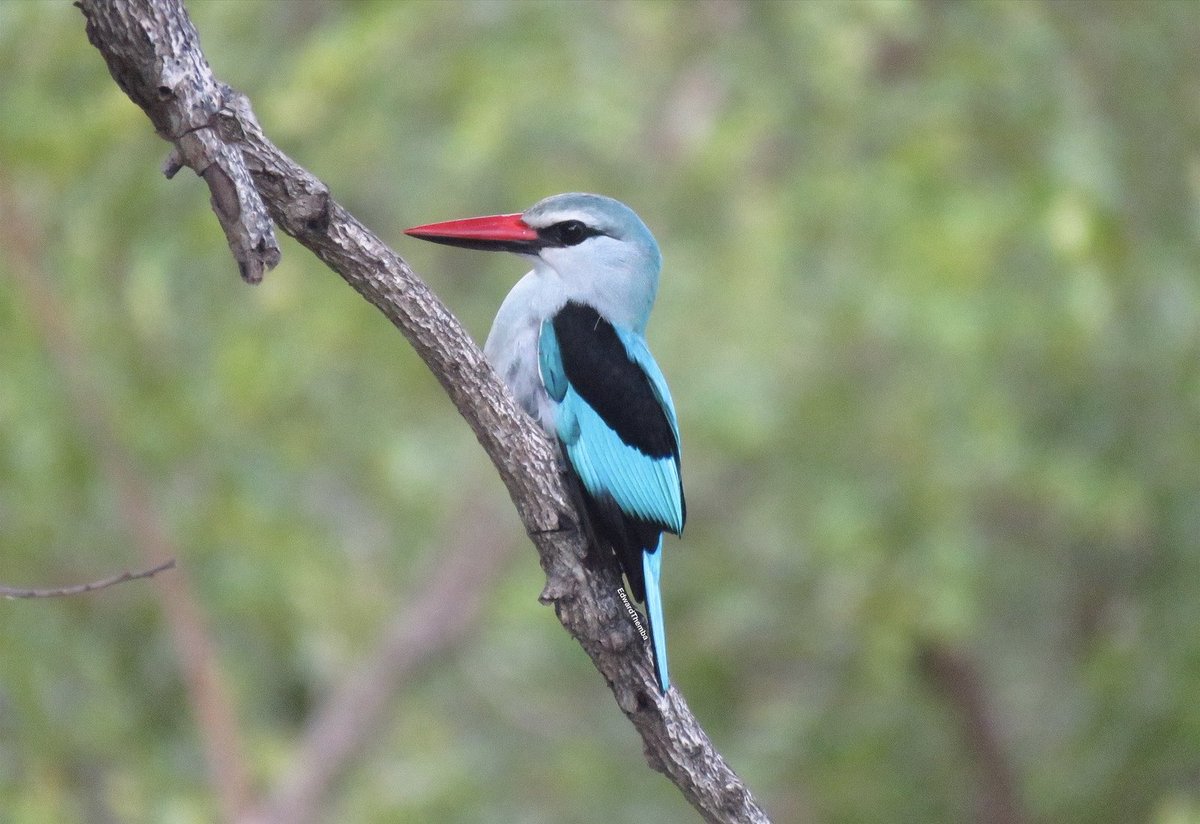 I think I’m getting good at this now..Another stunning shot of a Woodland Kingfisher spotted near Phabeni gate.👌🏾👌🏾👌🏾#KnowYourBirds
#Myoffice
