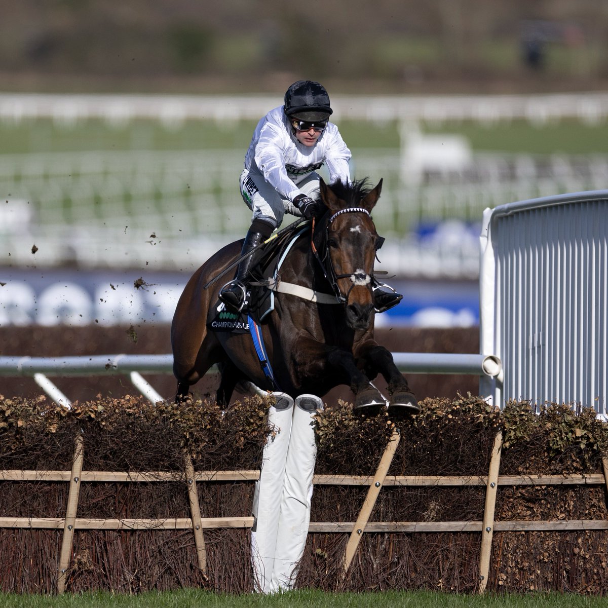 RacingPost's tweet photo. Here is a list of the stars running this weekend 😍

Constitution Hill
Shishkin
Jonbon
El Fabiolo
Love Envoi
Goshen
JPR One
Edwardstone
Zambella
Willmount
Ashtown Lad
Saint Felicien
Zenta
Fil D'or
Vanillier
Janidil
First Flow
Solo

Who are you looking forward to seeing most? 🤔 https://t.co/T8XpD7XGqV