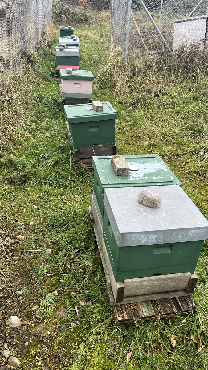Olly's Farm | Honey Farm 🇮🇪 tweet media