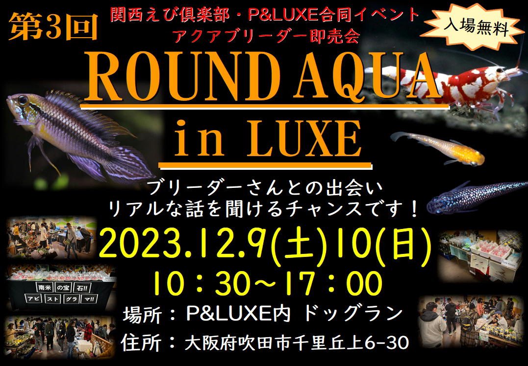PLUXE6's tweet photo. いよいよ明日です！

ROUND AQUA in LUXE vol.3
2023.12.9(土) 10(日) 
10：30～17：00

インスタに出店者様一覧をあげてます✨
キンパやリンゴ飴などイートも！

昨日訂正させていただきましたが、アグラオネマ ピクタムはネームドの増殖株の出品となります。
お間違えのないようお願い申し上げます。 https://t.co/NSVEA1T7Vm