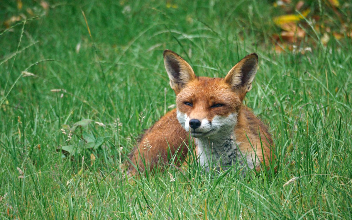 The importance of our gardens for wildlife can't be overstated and supporters Jasper, Veronica and John prove that even a small green space can create a sanctuary 🌳🦊 #LivingWithMammals 👉 ptes.org/citizen-scienc… 📸Brett Jordan