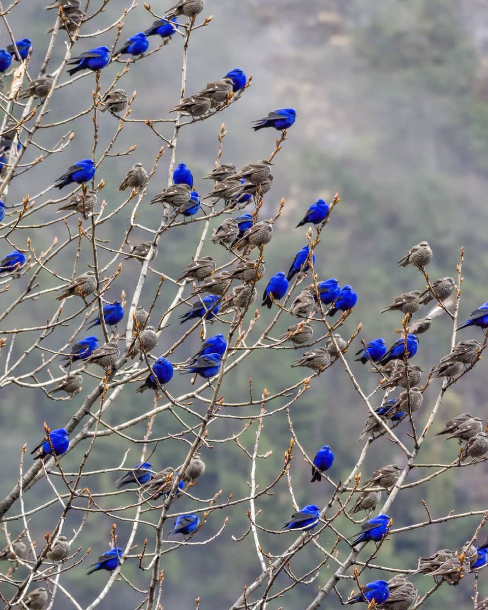 A tree full of Grandala birds resting, female birds are brown the males are vivid blue. 📸Rajesh Panwar