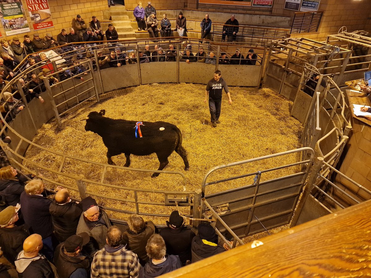 Limoysin x Christmas Fatstock Show champion heifer leaves the ring @NockDeightonAg #Carmarthen today at £1860