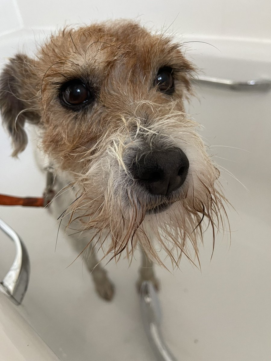 Pebble PR Terrier tweet media