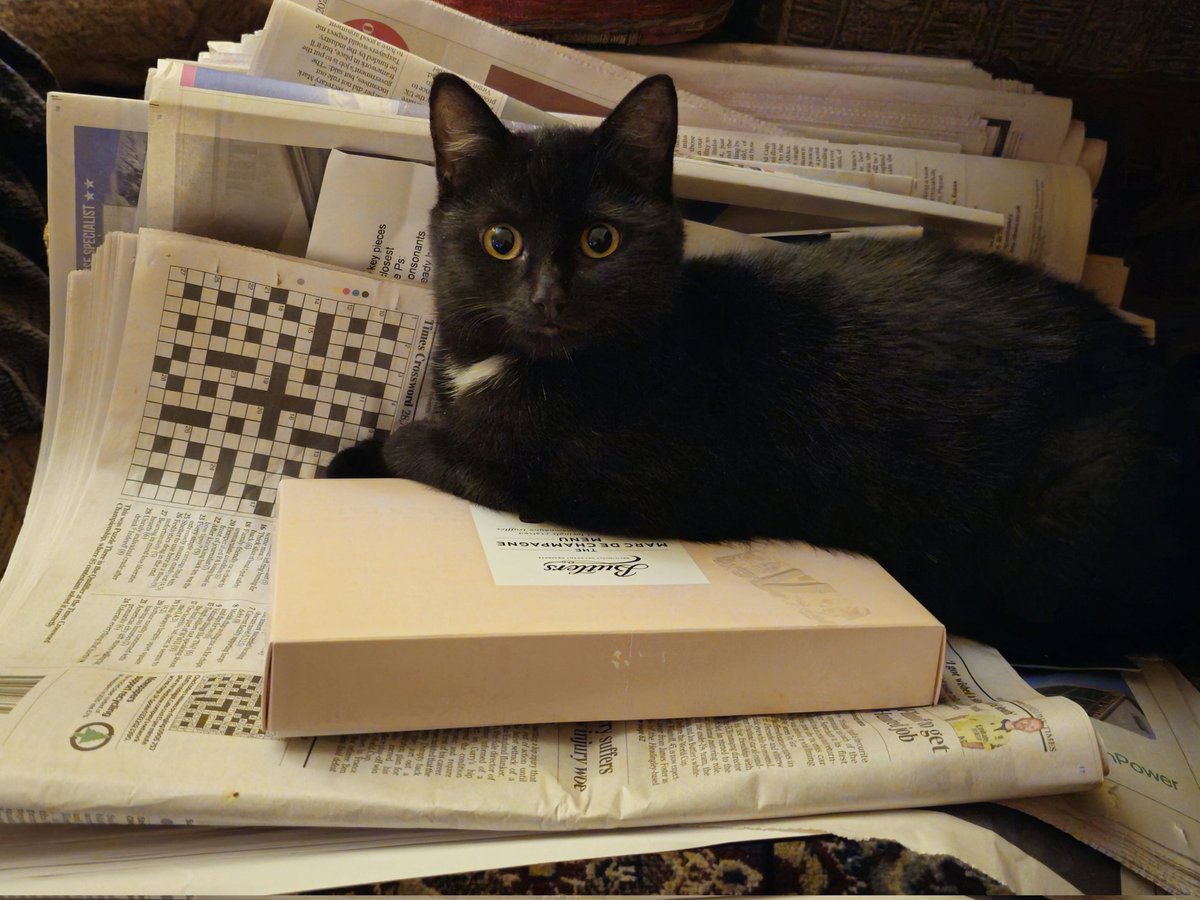 Nick has made herself a little bed in the newspaper rack.