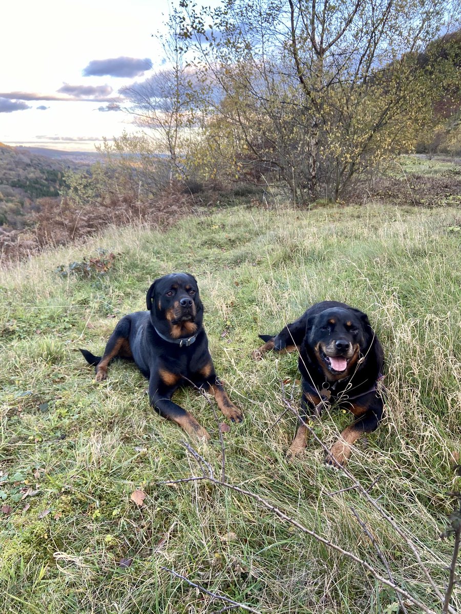 Love is ..... 
#rottie #rottweiler💕❤️💝
