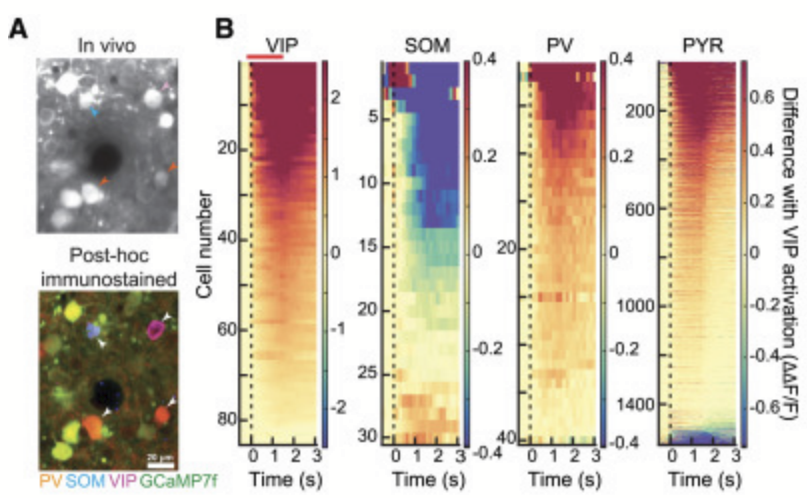 Please check out our study on VIP interneurons & attention, now published in @NeuroCellPress. Particularly proud that this first paper from the lab is essentially a negative result! cell.com/neuron/fulltex… Led by the amazing @DMyersJoseph with @k47h4 @marianf_otero & @ClopathLab