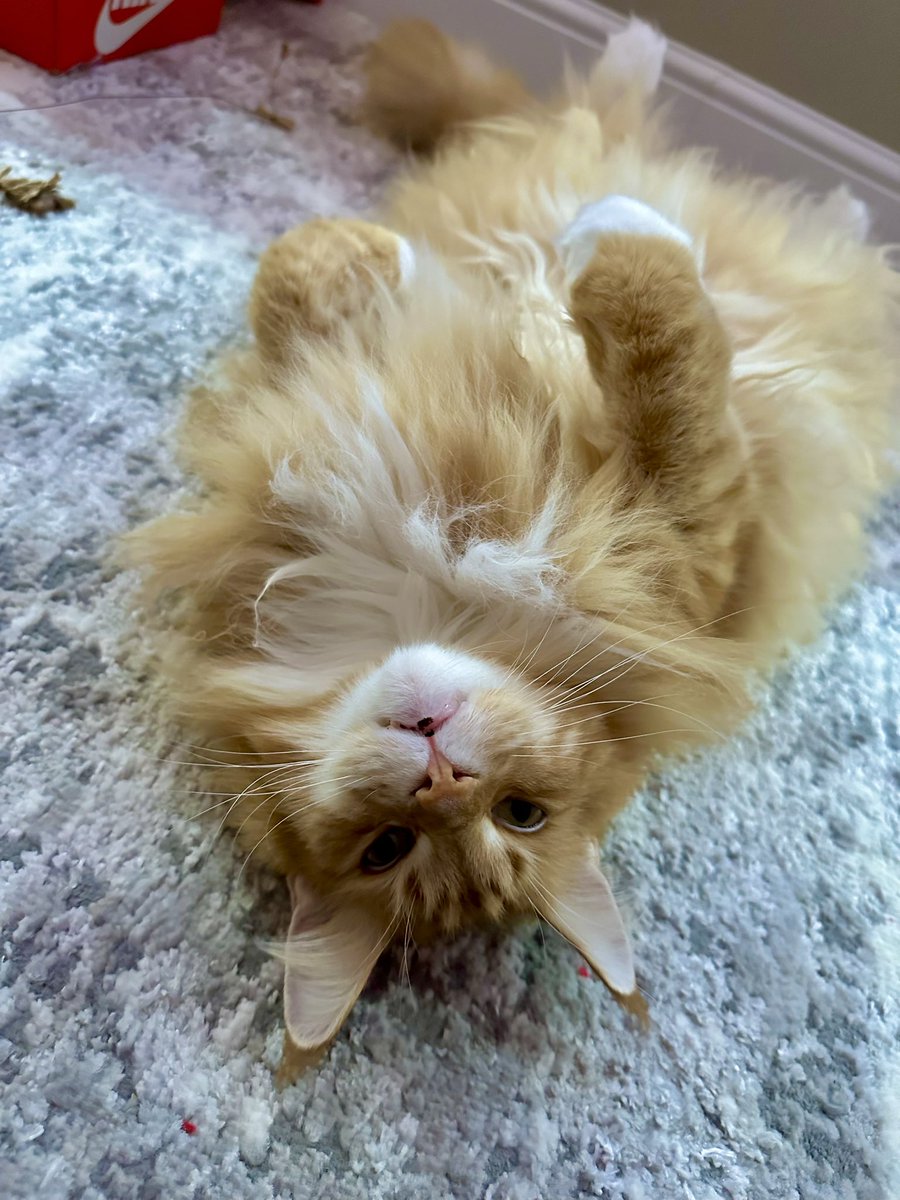 Once again Gizmo is ready for all the belly rubs you’ve got for him Twitter! 😹😹🦁🦁 #jellybellyfriday #teamfloof #CatsOfTwitter