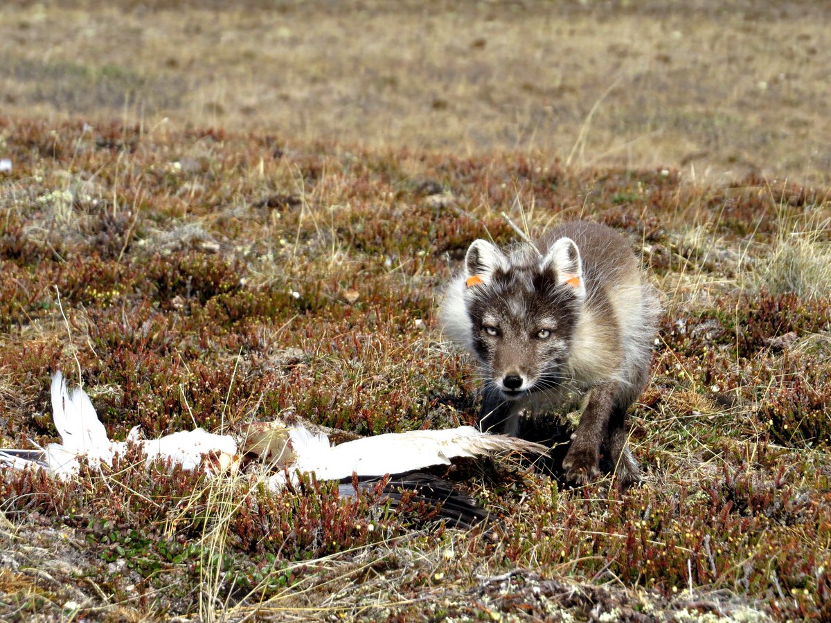 dulude_debroin's tweet photo. The study provides empirical evidence of a behavioural-numerical responses, through changes in predator space use, as a driver of indirect interactions in a multispecies system. Behavioural response of predators to their prey are common and can act faster than demographic rates. https://t.co/4K5qEmCJkD