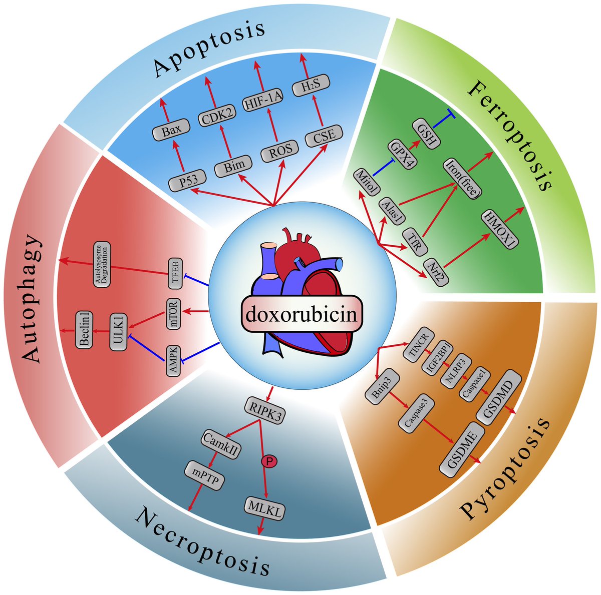 ZHeart11768530's tweet image. Recent Advances in the Mechanisms of Cell Death and Dysfunction in Doxorubicin Cardiotoxicity 🖍️ #Review 

imrpress.com/journal/RCM/24…
#Cardiotoxicity #dysfunction #cardiomyocyte #Doxorubicin #anthracycline #cell
#cardiology #meded #CardioEd #CardioTwitter #Cardiogen #2023review