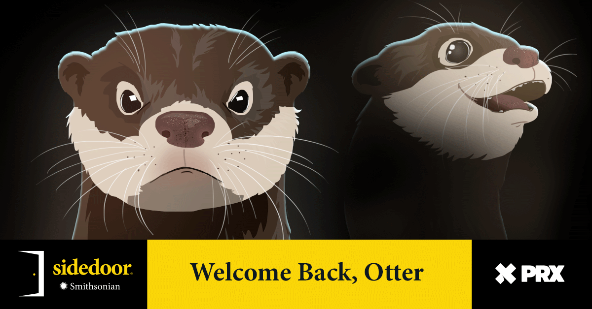 Why are #riverotters appearing in places they haven't been seen for decades? Follow a trail of poop parties, fish heads and, of course, cuddly mammals. Dr. Katrina Lohan, head of our @SERCDiseaseEco Lab, costars in this Smithsonian @SidedoorPod episode: si.edu/sidedoor/welco…