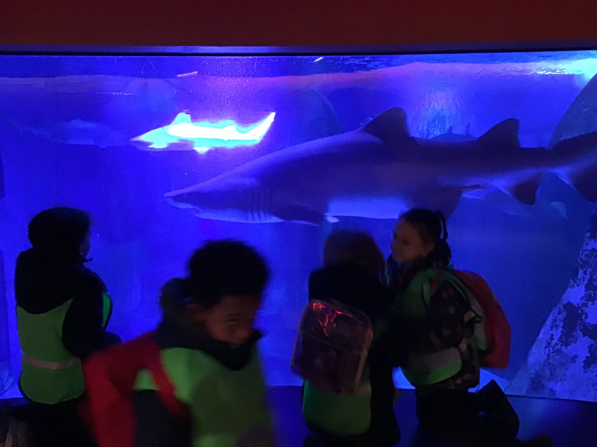 Our Year One children visited London Sea Life Aquarium today. They saw lots of amazing sea creatures and had a very enjoyable day.