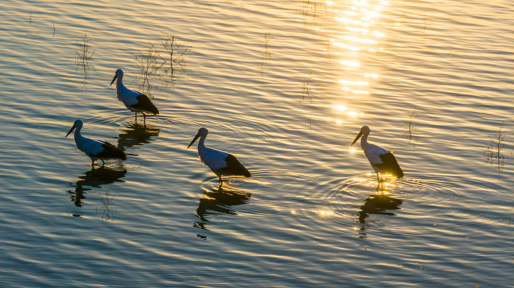 Sunset Time...
#FridayVibes #FridayMotivation 
#NaturePhotography #NatureBeauty 
#naturelovers #photographer 
#photo #NaturePositive 
#sunsetphotography