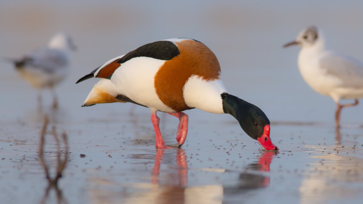 Some welcome announcements from the UK Government at #COP28: 1) £72m to the Blue Planet Fund 2) New maps and criteria to restore 30% of nature by 2030 Wetlands *must* be protected and restored to achieve this target - now we need to see the policies and funding to deliver this!